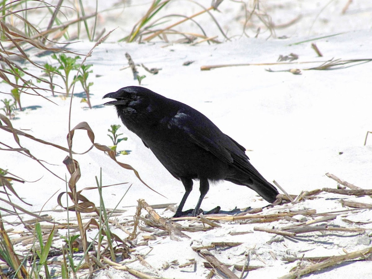 Fish Crow