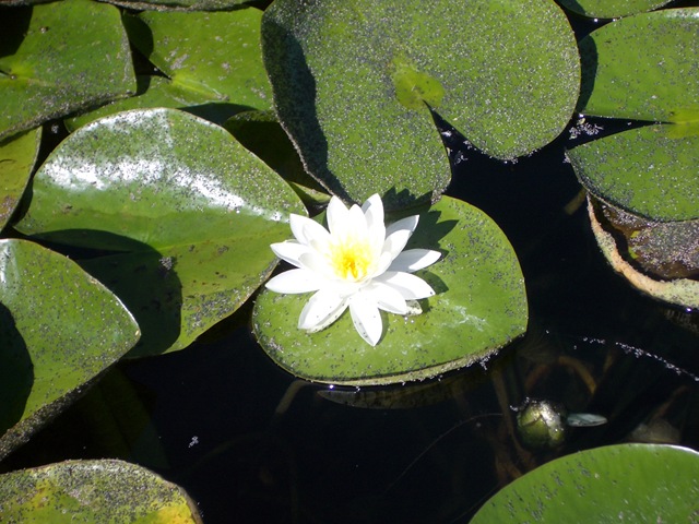 [20 Lilly]