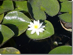 20 Lilly's pond at La Grande (OR), Eagles Hot Lake RV park.