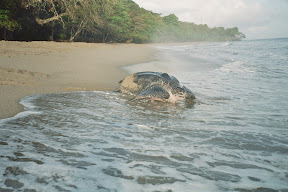 Turtles in Trinidad
