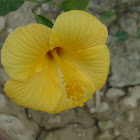 yellow hibicus