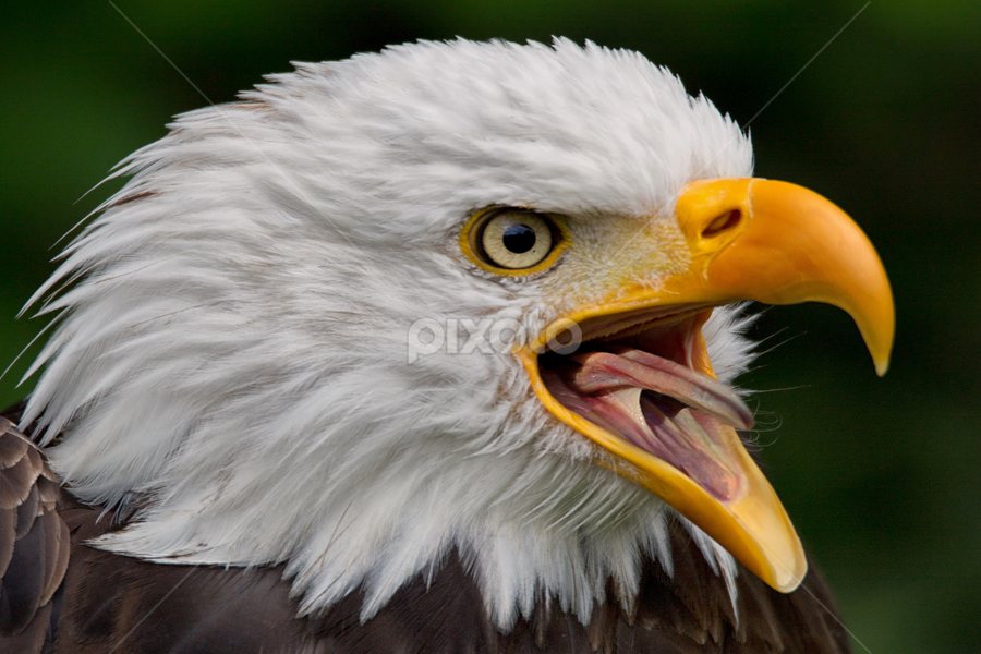 Eagle S Screech Birds Animals Pixoto