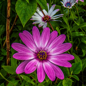 Bornholm Margarita by Jesus Rivero - Flowers Flower Gardens