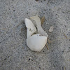 Sea turtle egg shell