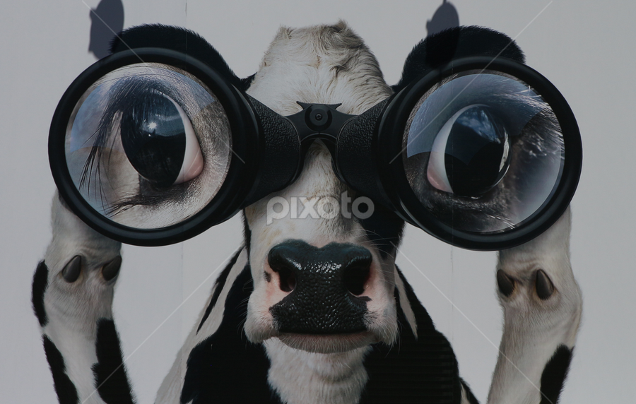 On The Look Out by VAM Photography - Animals Other ( binoculars, animal, cow )