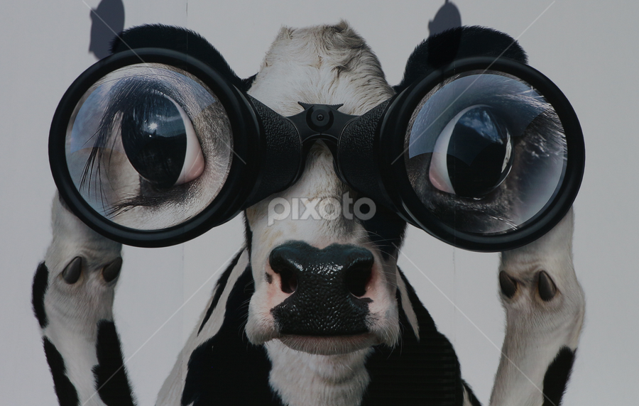 On The Look Out by VAM Photography - Animals Other