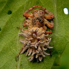entomopathogenic fungus on spider