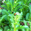 Seven-spotted Lady Beetle