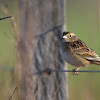 Grassland sparrow