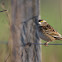 Grassland sparrow