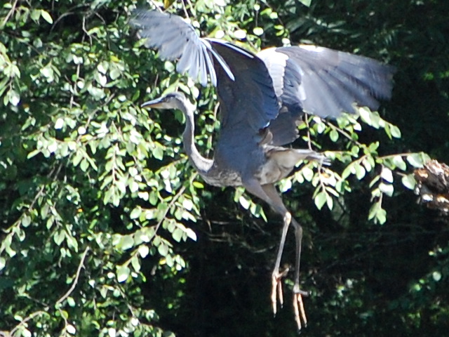 Great Blue Heron