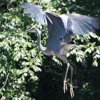 Great Blue Heron