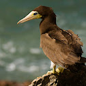 Atobá-pardo or Brown booby