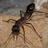 Inchman Ant