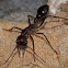 Inchman Ant
