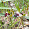 Brown-clubbed Spider-orchid