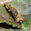 Case-making caddisfly (larva)