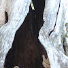 American Black Bear den