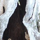 American Black Bear den