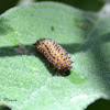 Shiny Flea Beetle larva