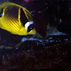 Red Sea Raccoon Butterfly Fish