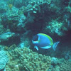 Powder Blue Surgeonfish