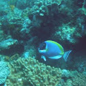 Powder Blue Surgeonfish