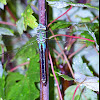 Green Darner