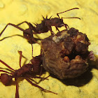 Leaf-cutter Ant