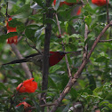 crimson sunbird