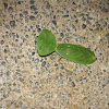leaf mantis?