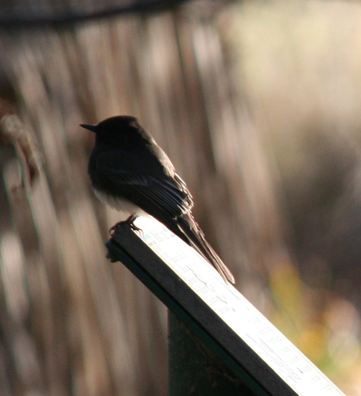 Black Phoebe