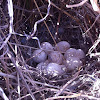 Scaled Quail Nest