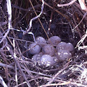 Scaled Quail Nest