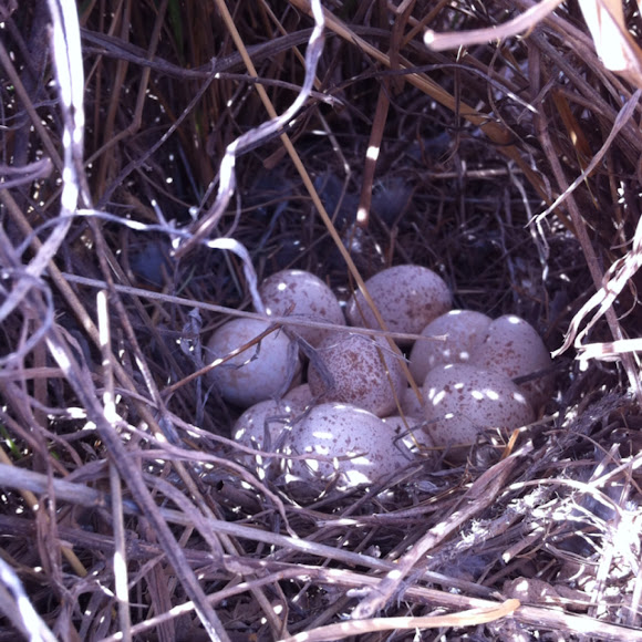 Scaled Quail Nest Project Noah