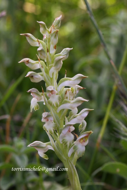 Anacamptis coriophora apocromatica