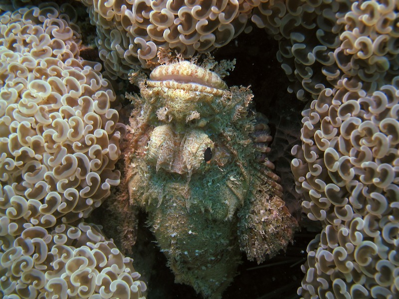 20080404_0073_scorpionfish.jpg