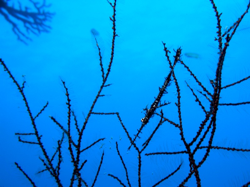 20080504_0110_ghostpipefish.jpg