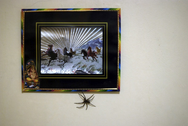 20080505_0002_spider.jpg