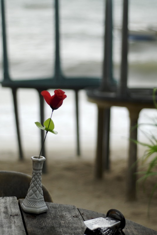 20080511_0025_rose.jpg