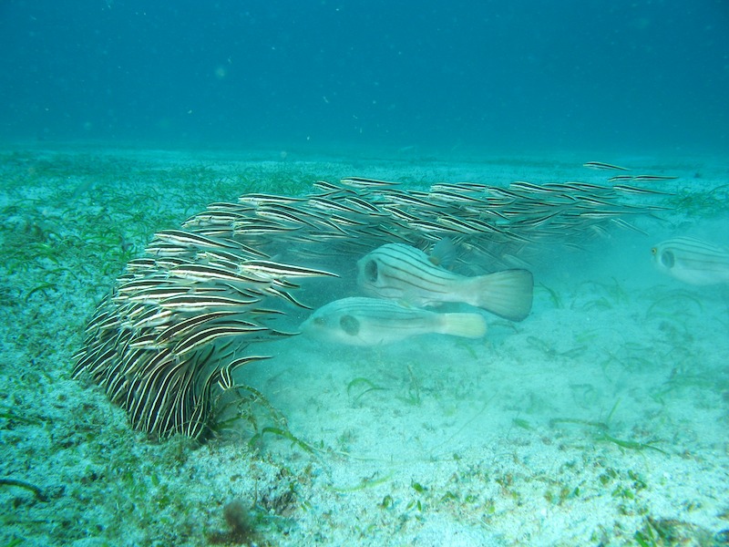 20080606_0054_herding.jpg