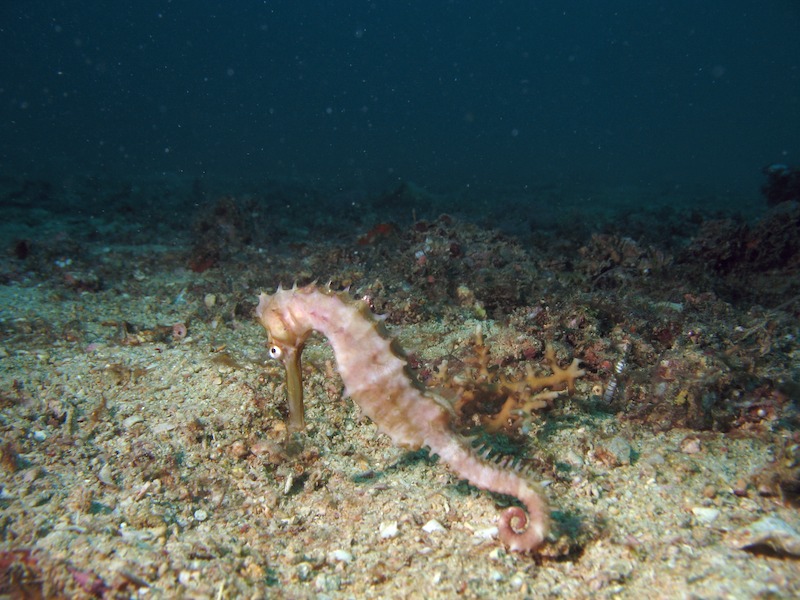 20080606_0106_seahorse.jpg
