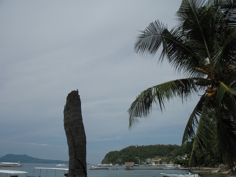 20080626_0009_tree.jpg