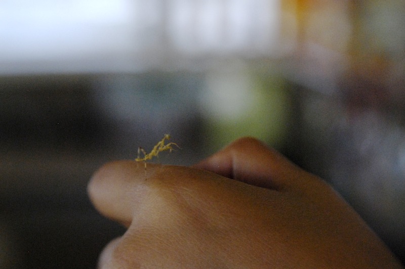 20080620_0033_prayingmantis.jpg