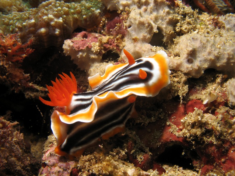 20080623_0020_nudi1.jpg