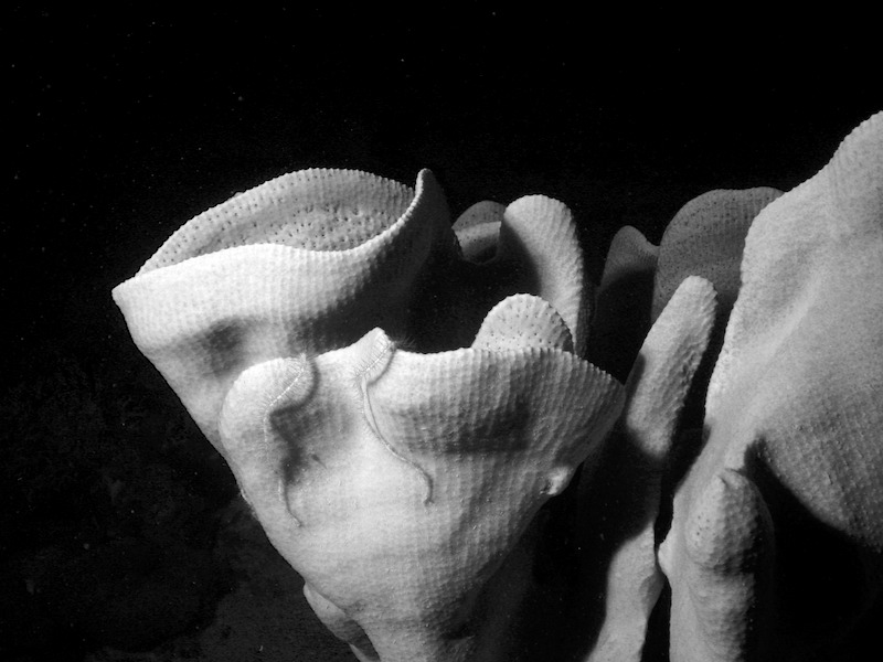 20080624_0006_coral.jpg