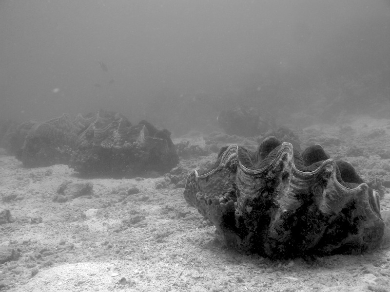 20080701_0103_clams.jpg
