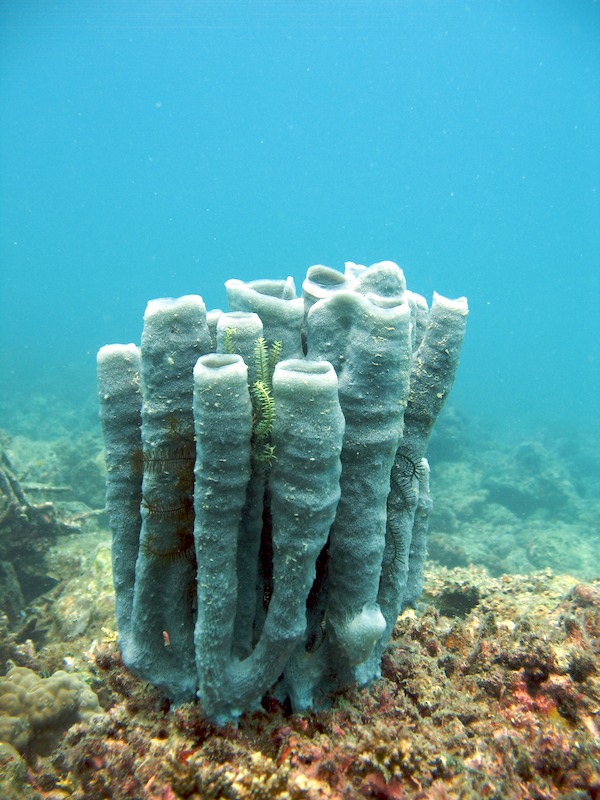 20080706_0118_sponge.jpg