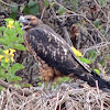 Galapagos hawk (juvenile with prey)