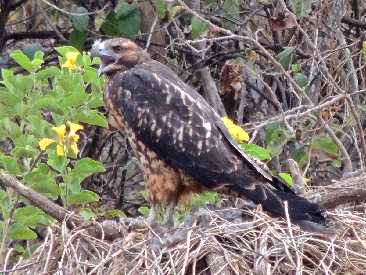 Galapagos hawk (juvenile with prey)